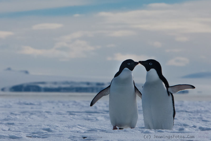 Adelie-Pair-18Dec2009