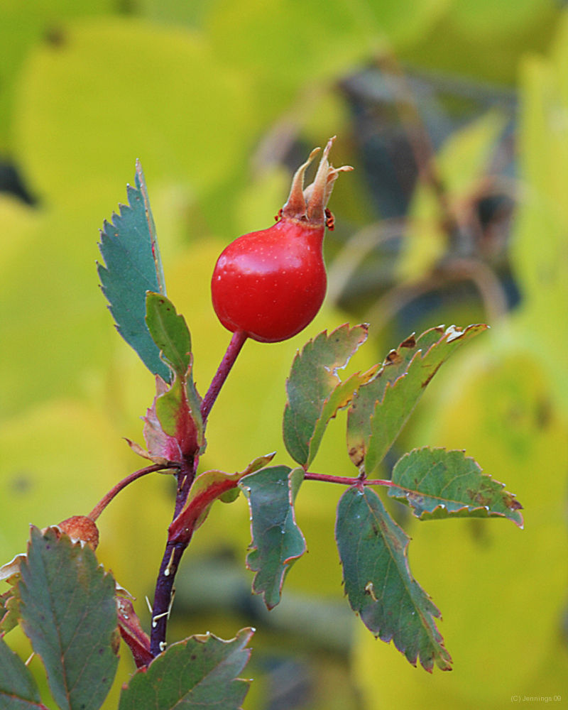 After-the-Bloom-15Aug2009