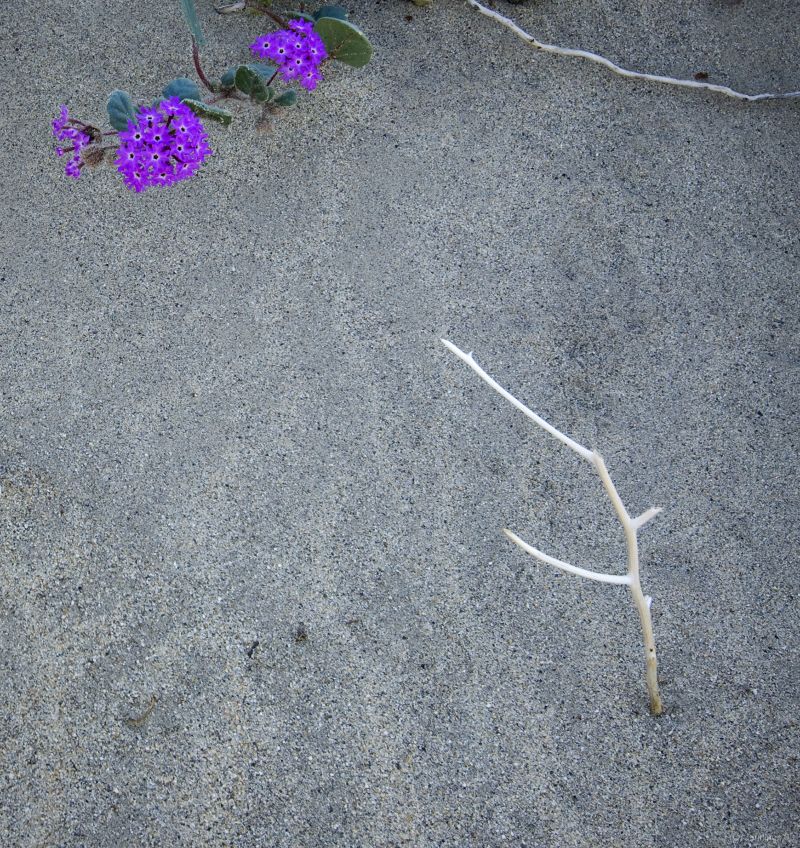 Anza-Borrego-Sands-of-Time-31Aug2009