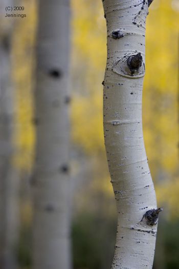 Aspen-Trunks-5Sep2009