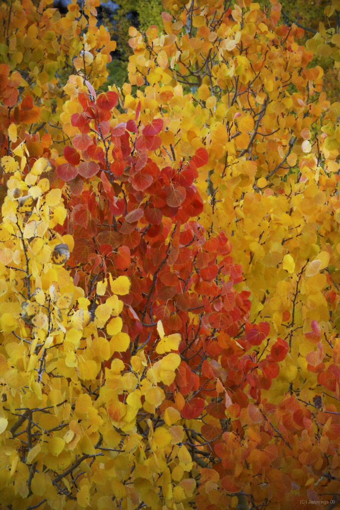 Aspens-in-the-Sierra-13Aug2009