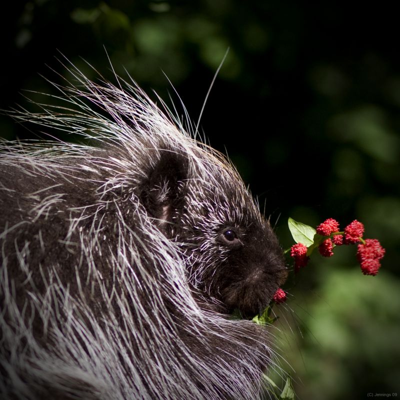 Baby-Porcupine-and-her-Lunch-2009