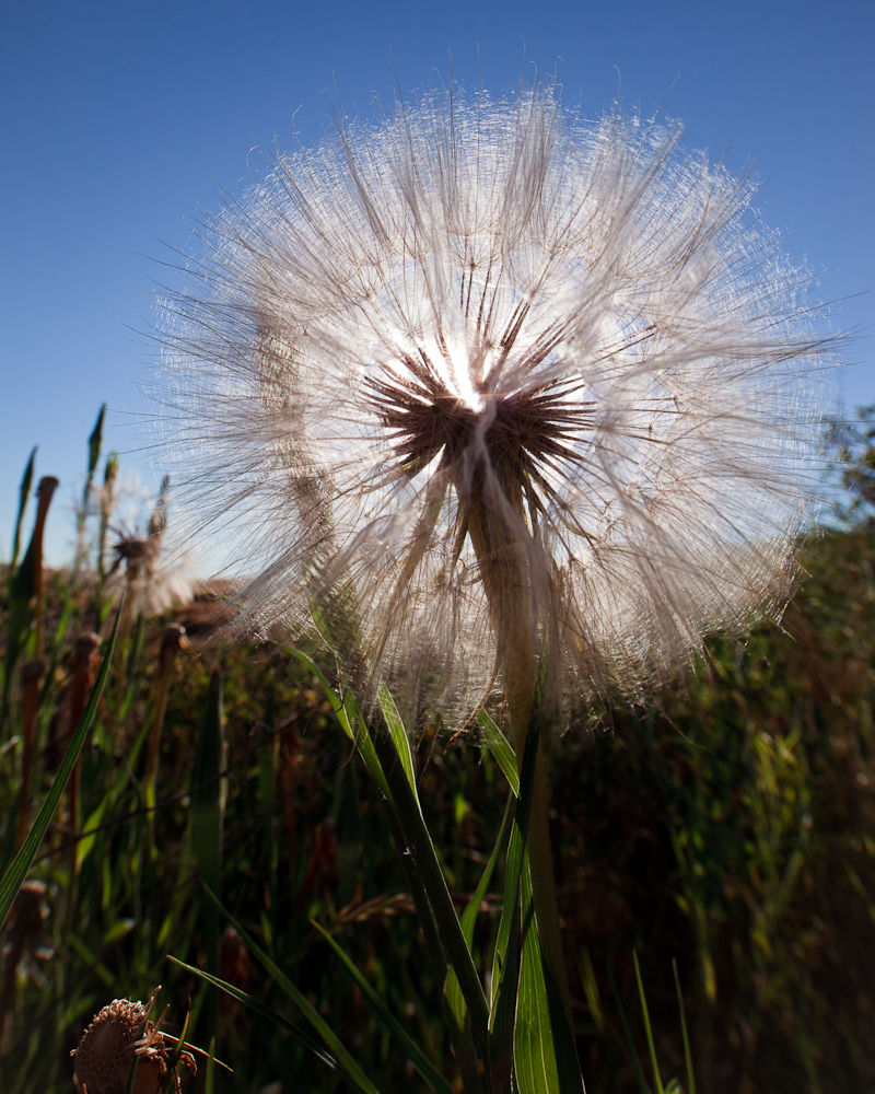 Backlit-Dandelion-5Aug2010