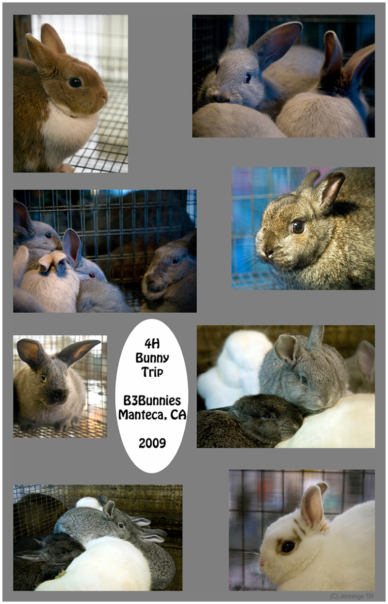 Barbie-Brown-Bunnies