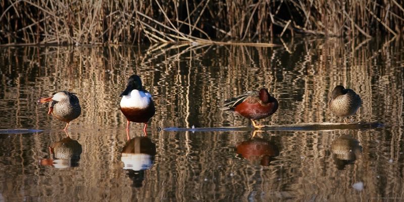 Birds-on-a-log-3Aug2009