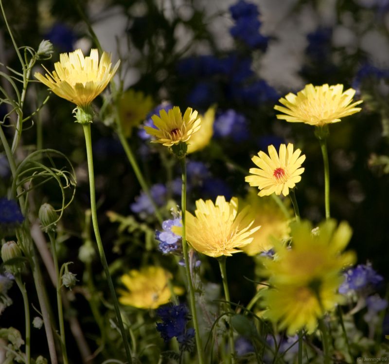 Burst-of-Color-2Sep2009