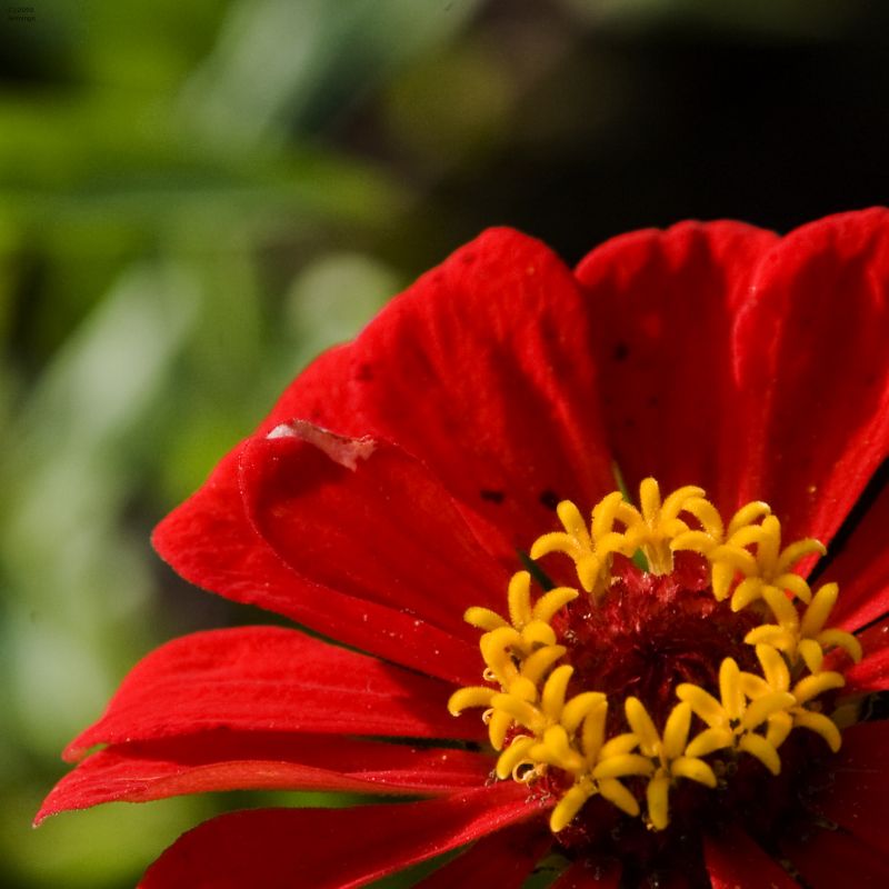 Butterfly-Sanctuary-Kiawah-Island-25Sep2009