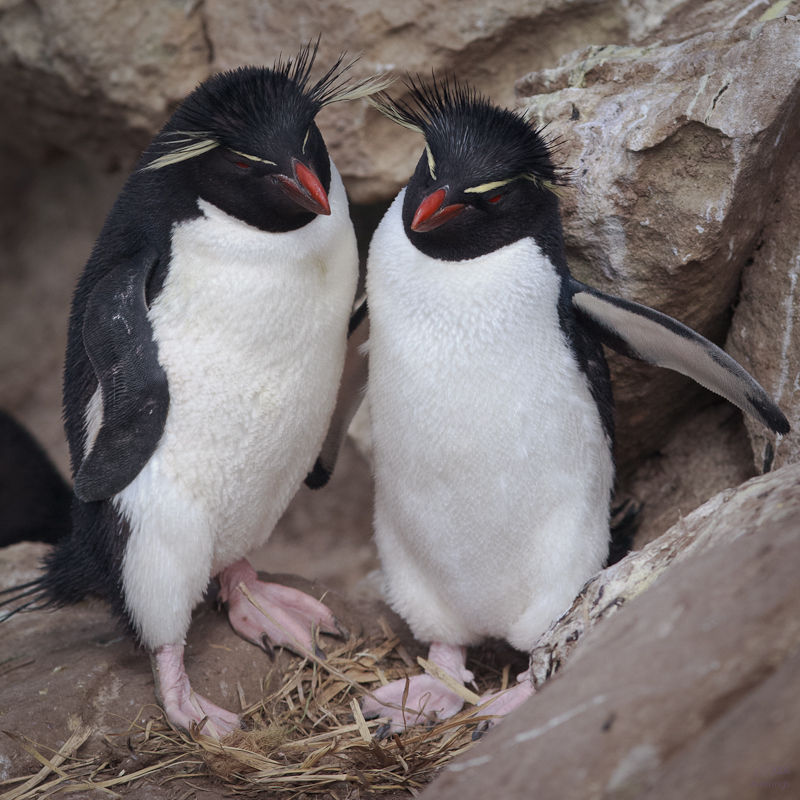 Confab-on-the-Rocks-17Feb2010