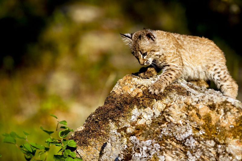 Crouching-Feline-10Aug2009