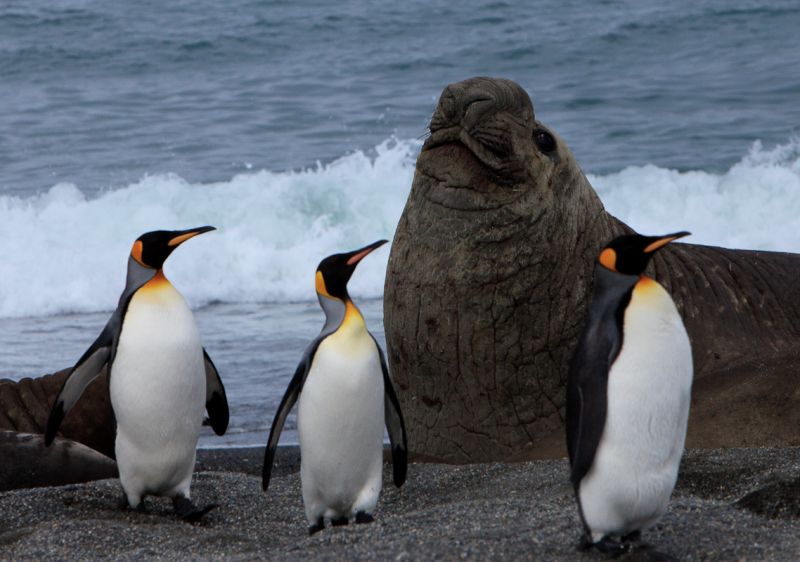 Elephant-Seal-and-King-Penguins-Dec2009
