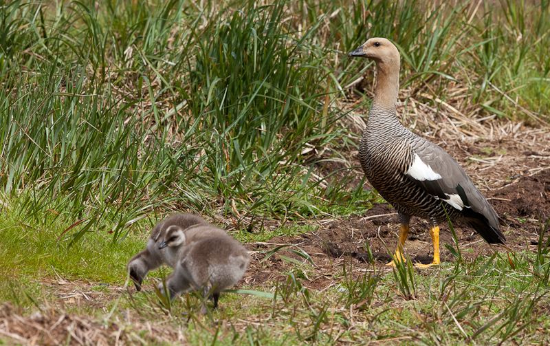 Falkland-Family-2009