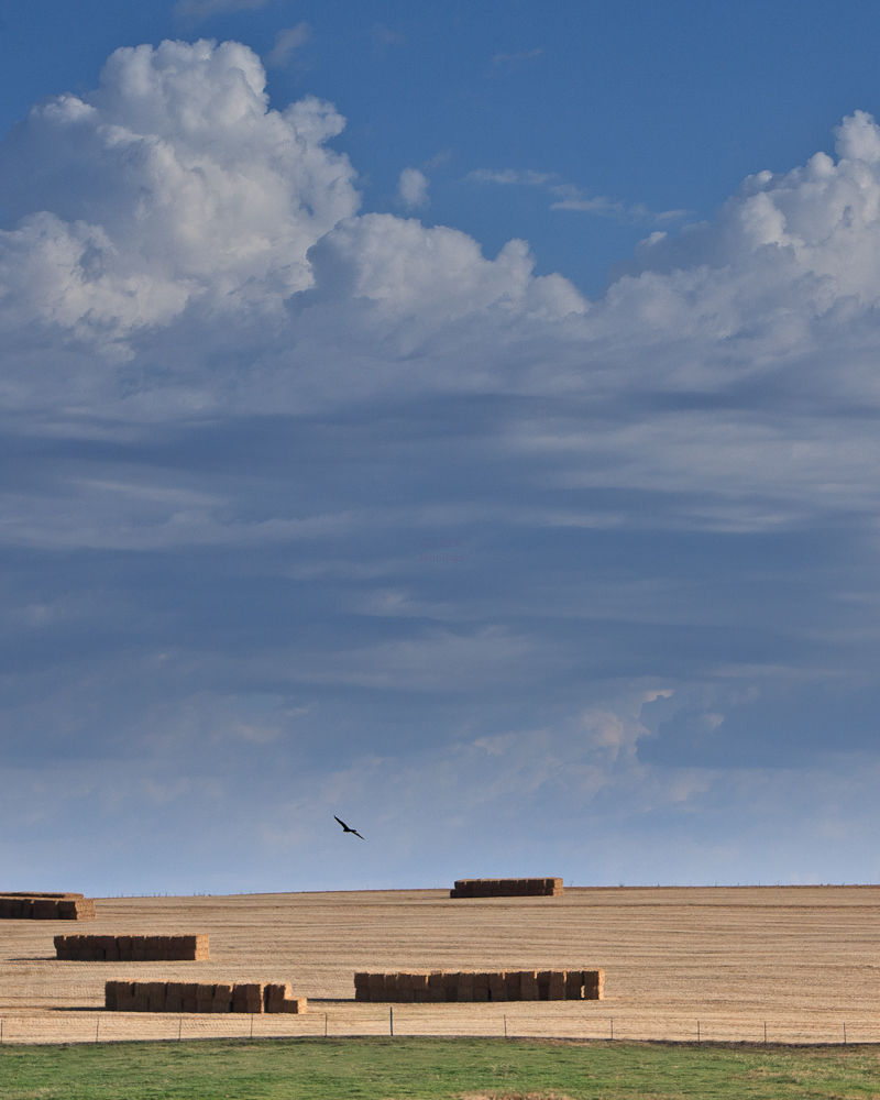 Flying-high-above-the-harvest-6Aug2010