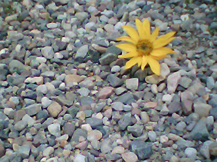 Four-year-Old-with-a-Camera-7Apr2010