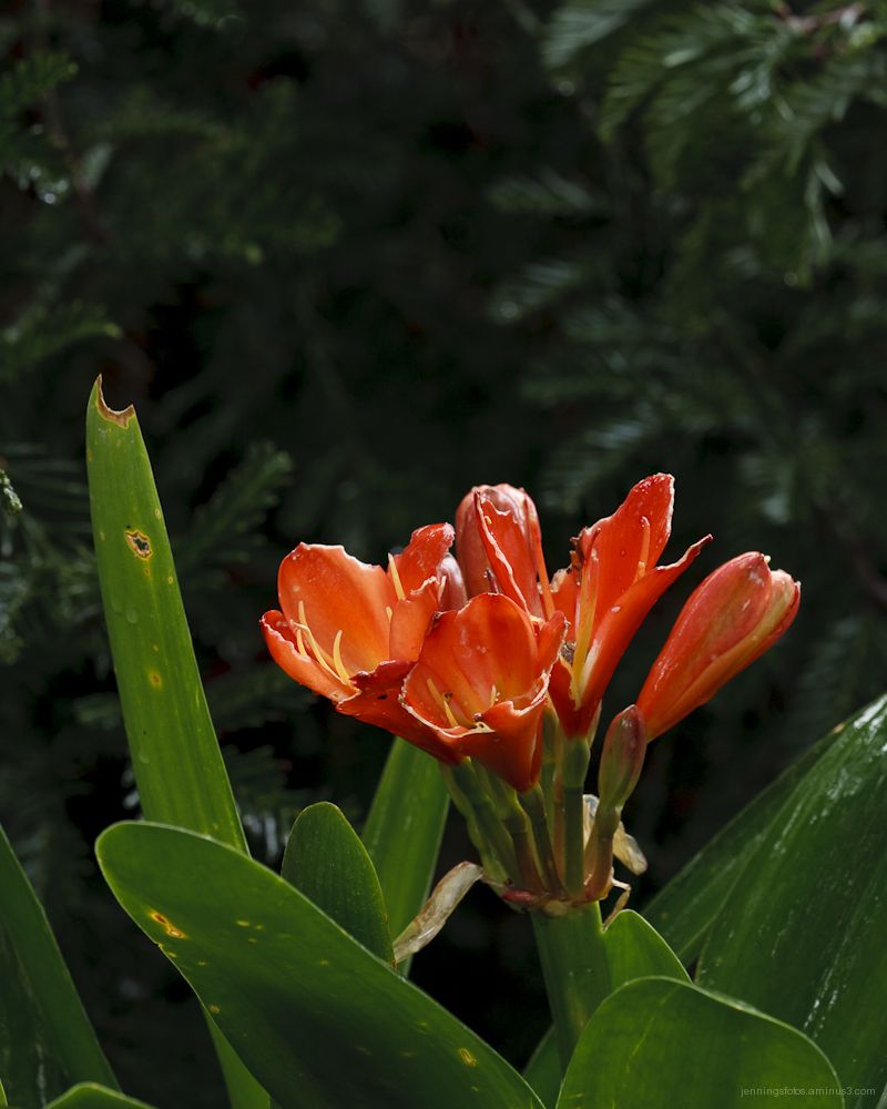 Garden-Crocus-30Jan2011