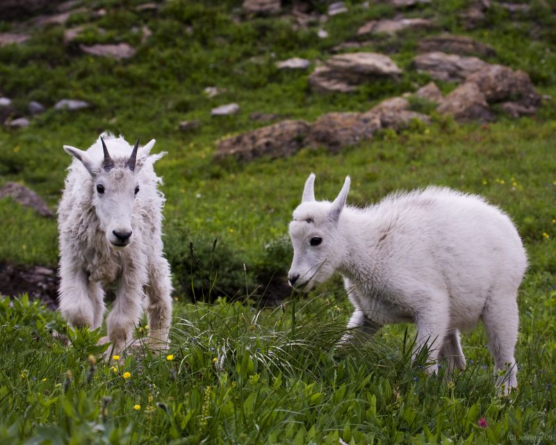 Glacier-National-Park-2-seasons-of-Mountain-Goats-28Aug2009