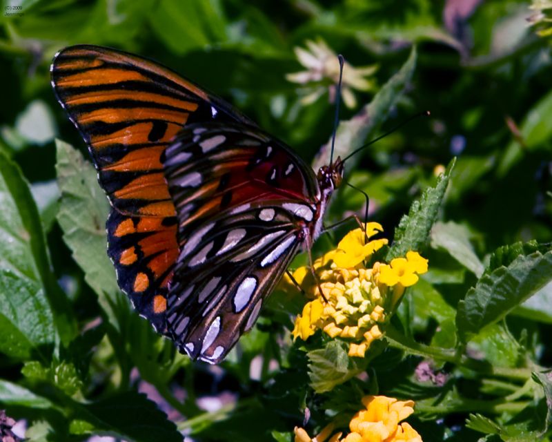 Kiawah-Island-Butterfly-19Sep2009