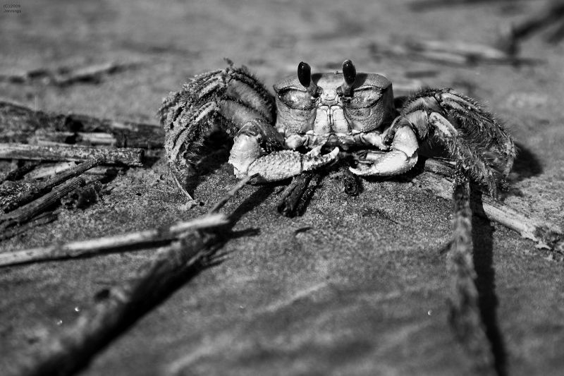 Kiawah-Island-Crab-15Sep2009