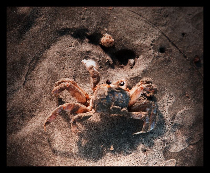 Kiawah-Island-Crab-3-3Oct2009