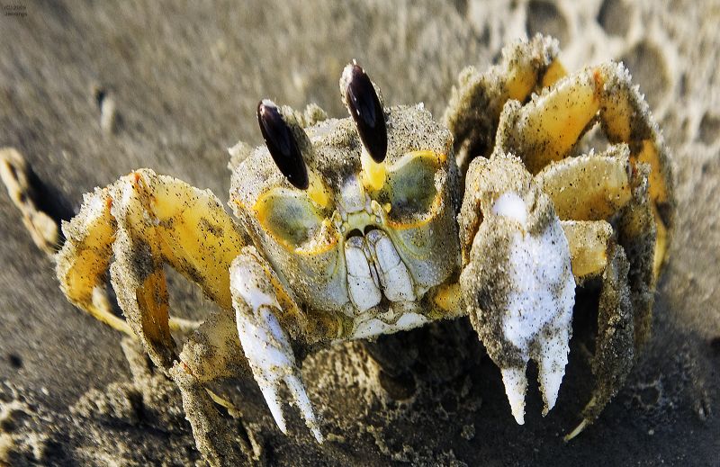 Kiawah-Island-Ghost-Crab-17Sep2009