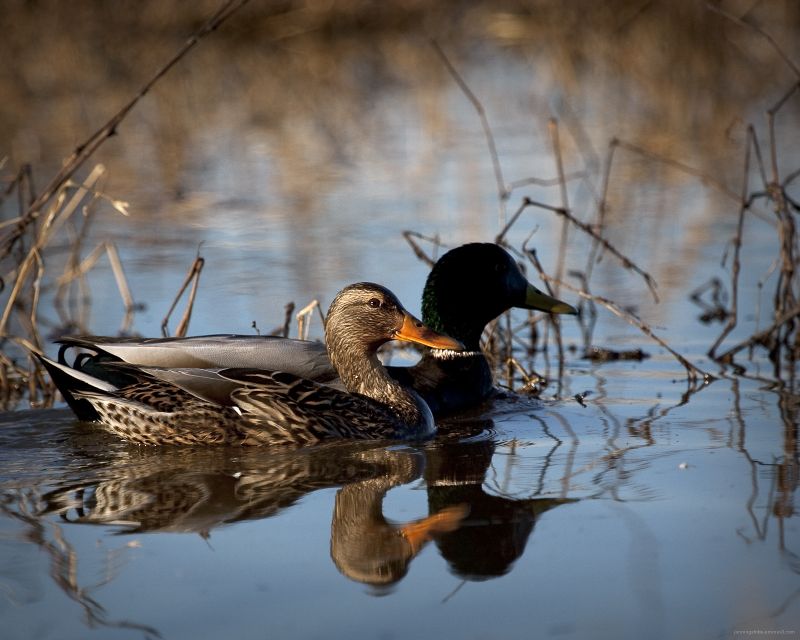 Loving-Couple-Reflecting-2Aug2009