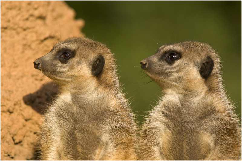 Meerkats