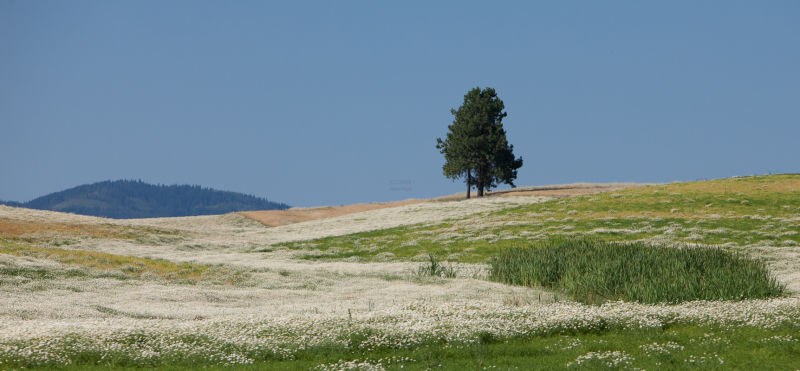 My-first-photo-in-Idadho-7Aug2010