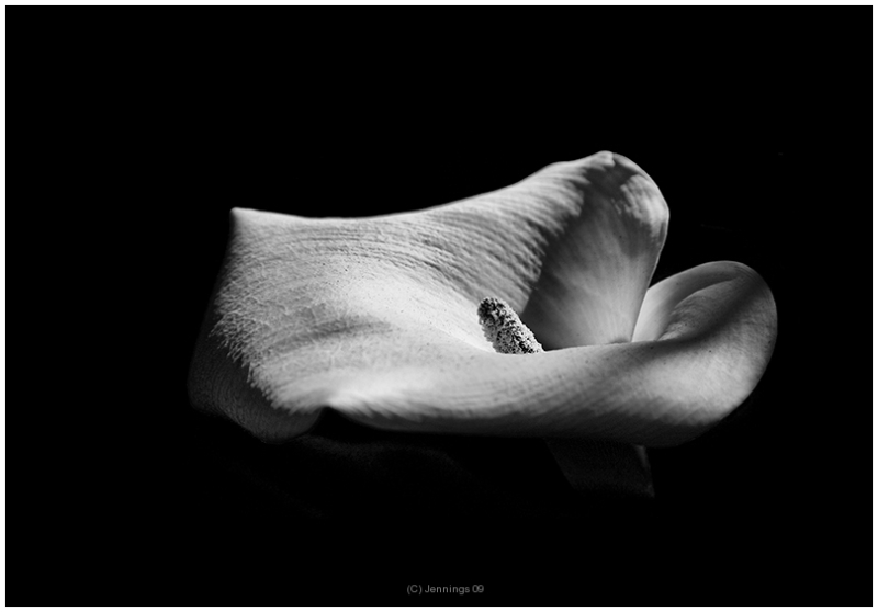 Paler-than-Aphrodites-Limbs-23Apr2009