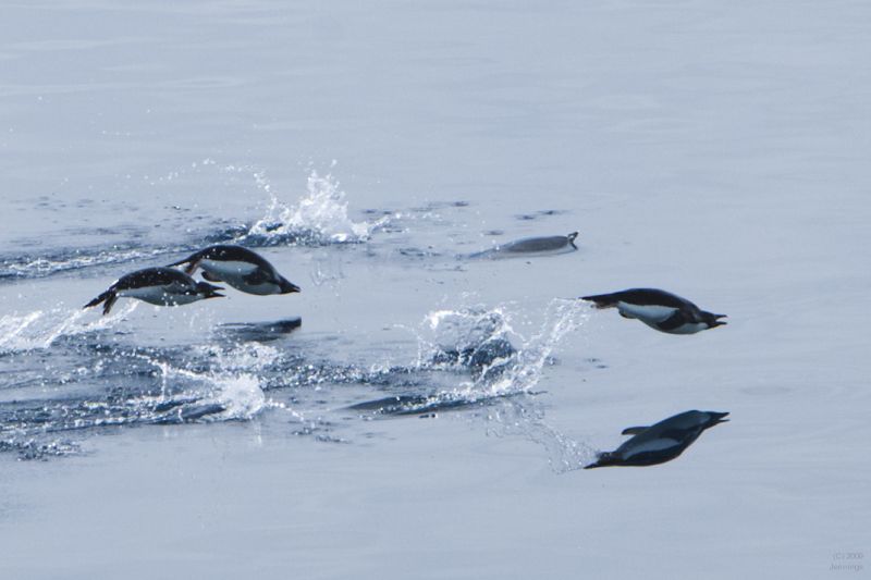 Penguins-Swimming