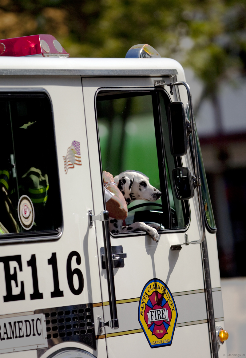 Pet-Parade-Dalmation