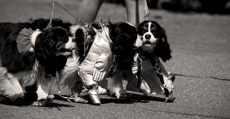 Pet-Parade-Dogs-7Aug2009