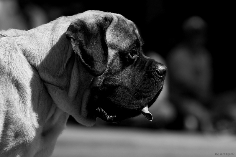 Pet-Parade-Mastiff