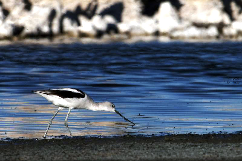 Pied-Avocet-Mono-Lake