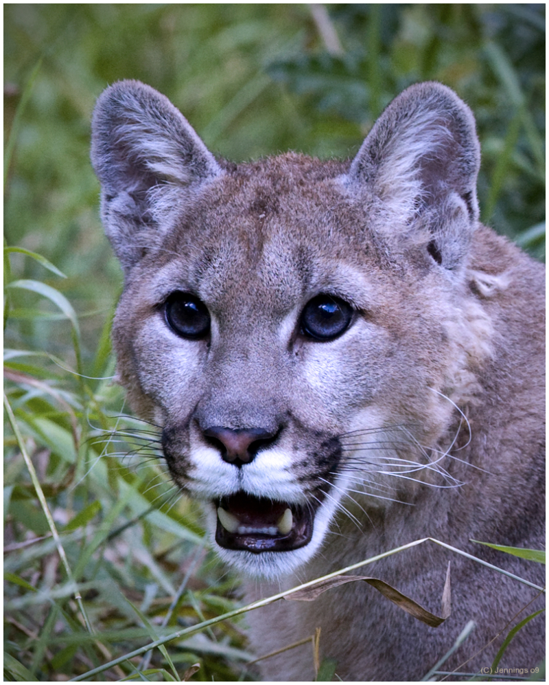 Puma-19Apr2009