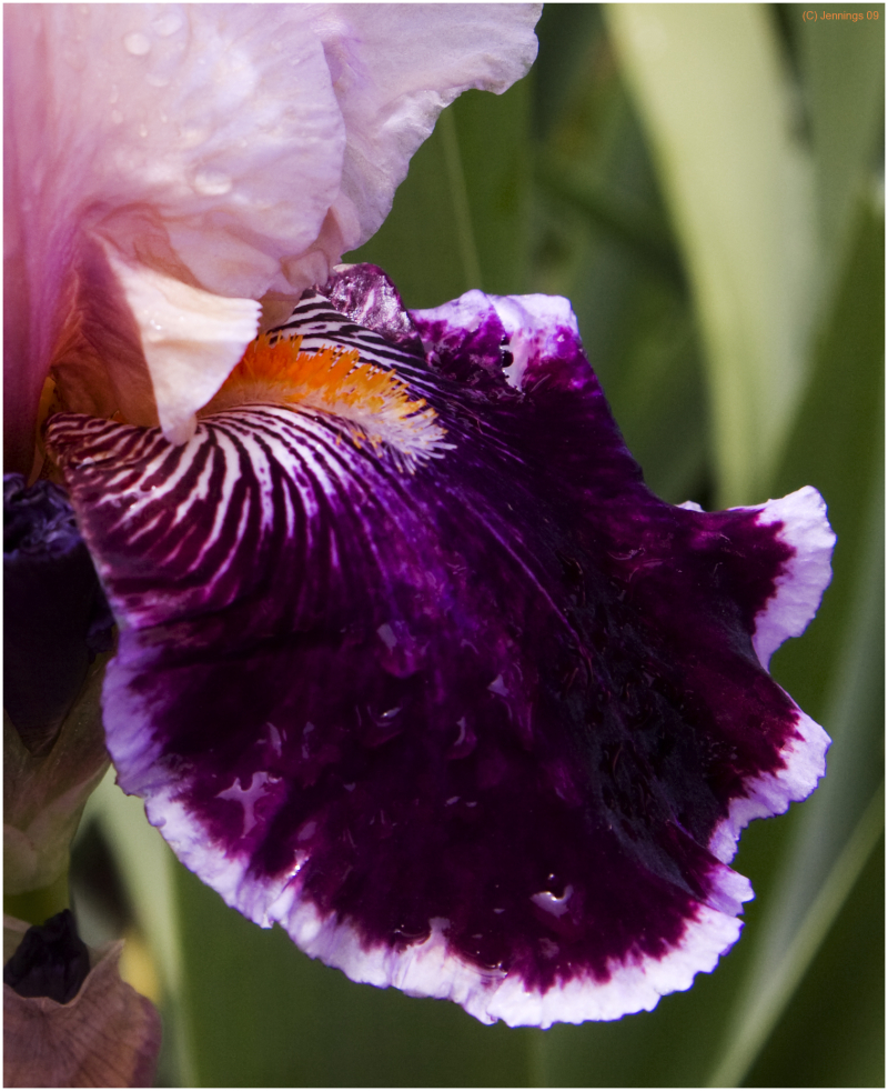 Purple-Rain-27Aug2009