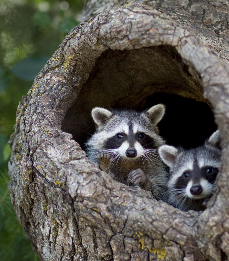 Raccoon-Pair