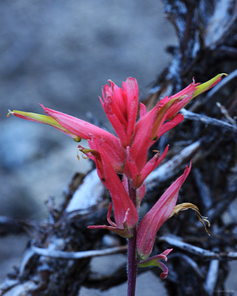 Rising-from-the-dead-17Aug2009