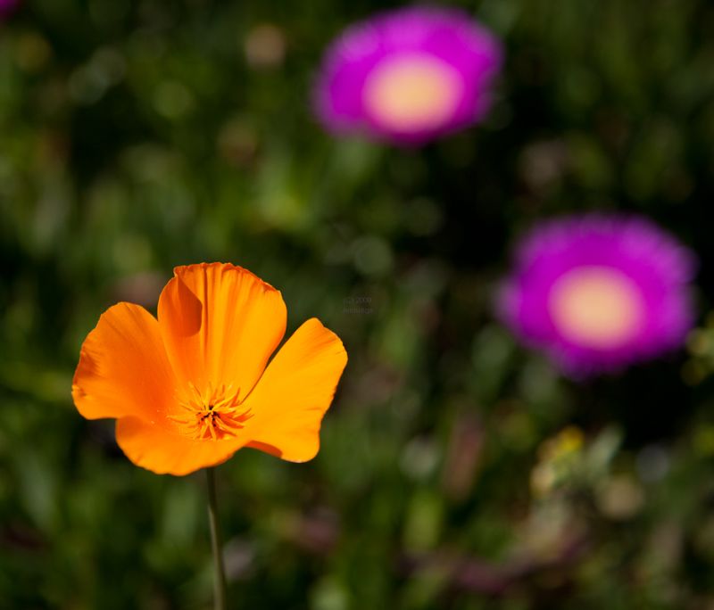 Roadside-wildflowers-11June2010