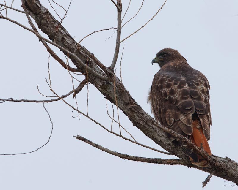Sac-Wildlife-Preserve-Five-7Jan2010