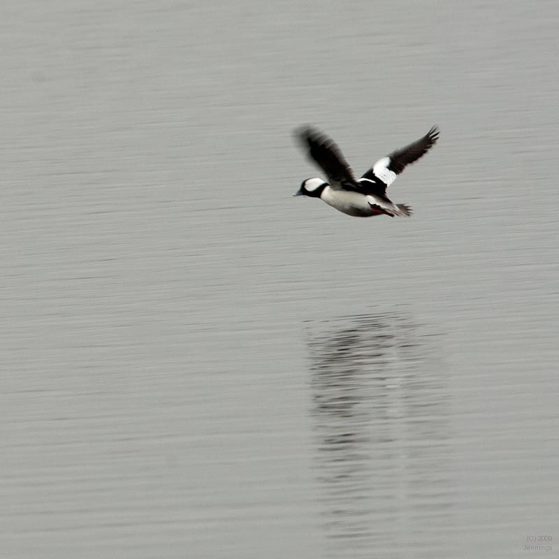 Sac-Wildlife-Preserve-Four-6Jan2010