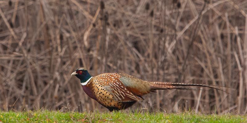 Sac-Wildlife-Preserve-Pheasant-2009
