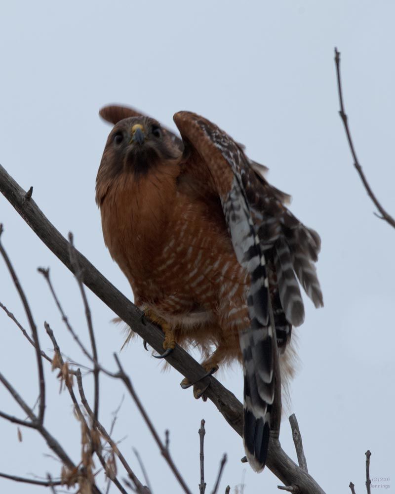 Sac-Wildlife-Preserve-Three-5Jan2010