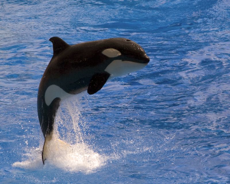 Seaworld-Shamo-Splash-6Aug2009