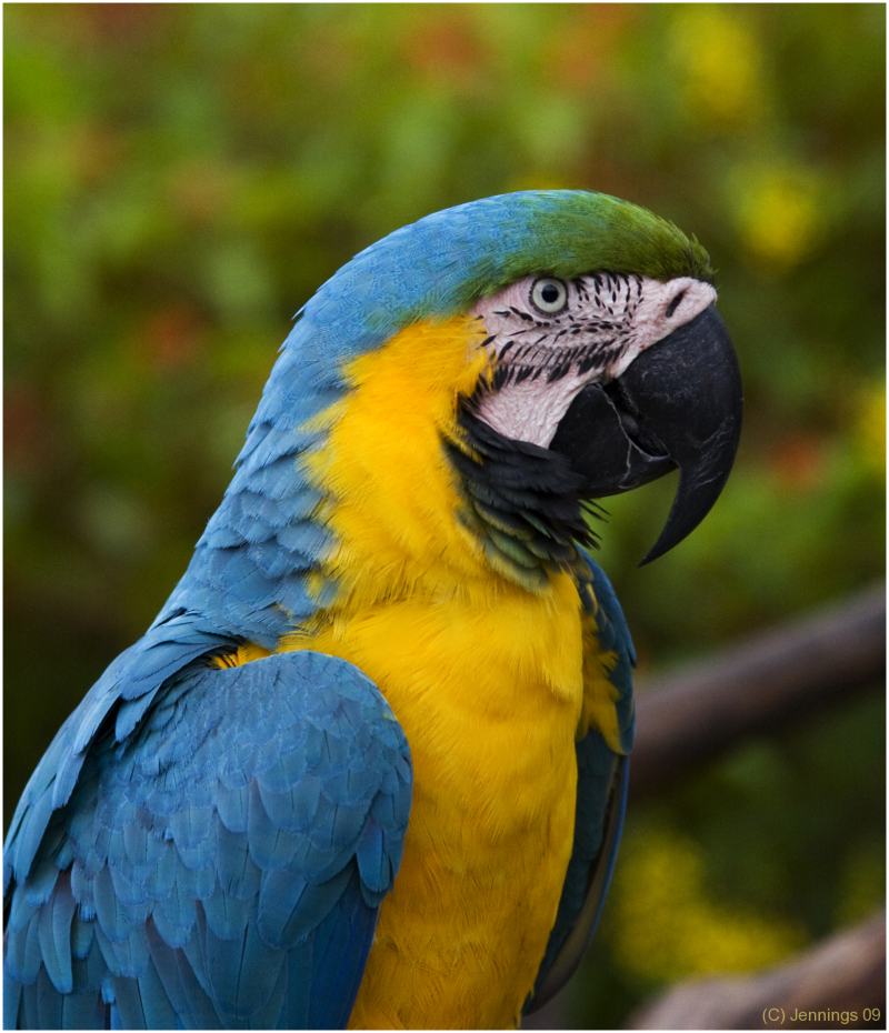 Should-be-Parrot-not-Butterfly-World-look-at-me-29Jul2009