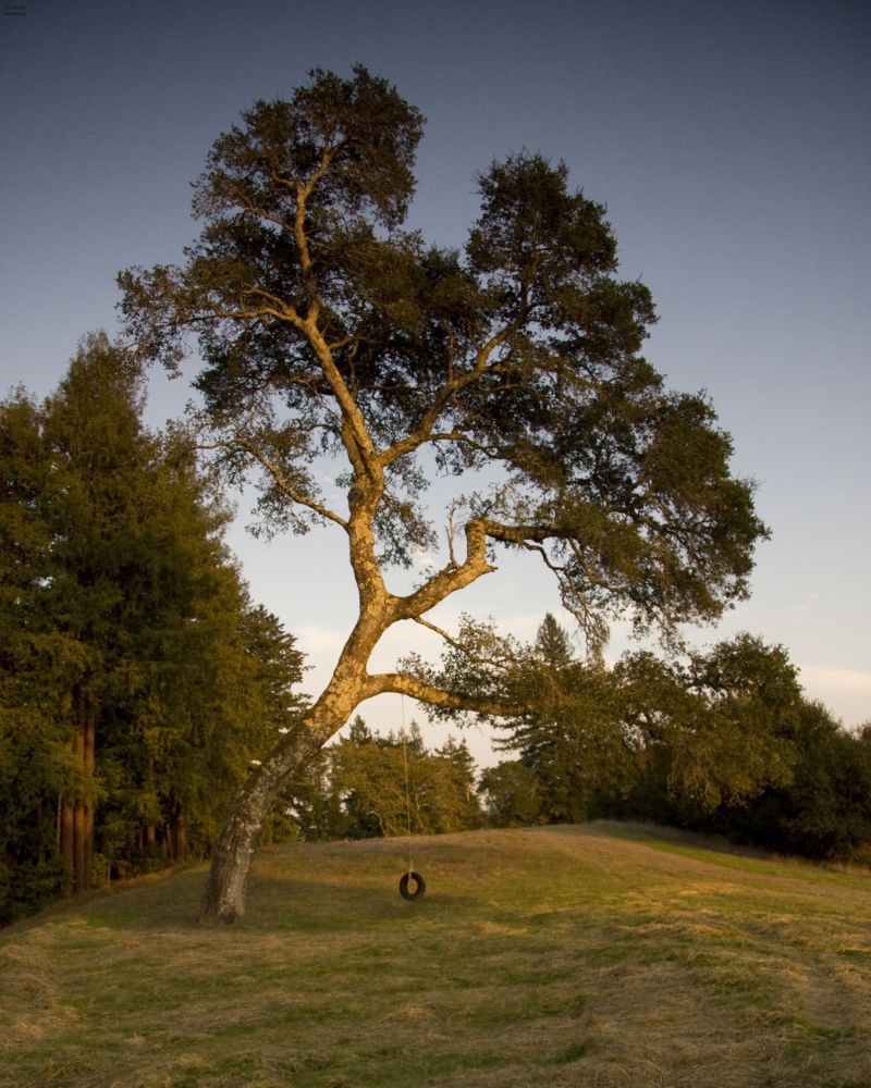 Simple-Pleasures-at-Days-End-8Sep2009