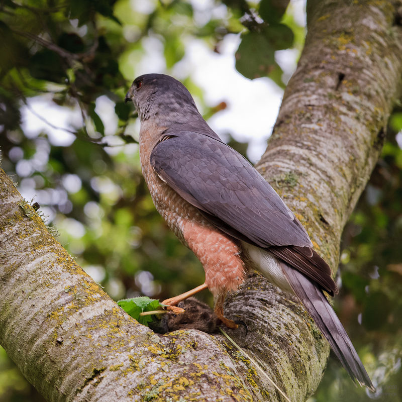 Spoils-of-the-Hunt-1Apr2010