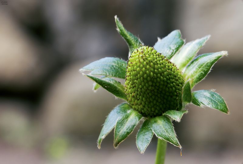 Strawberry-in-the-Raw-6Sep2009