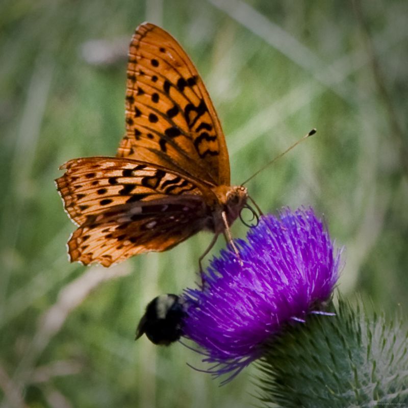 Thistle-and-Butterfly-Dorrington-CA-4Aug2009
