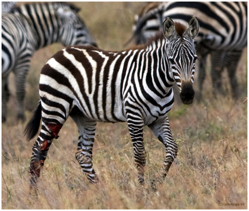 Thrice-Bitten-14Apr2009