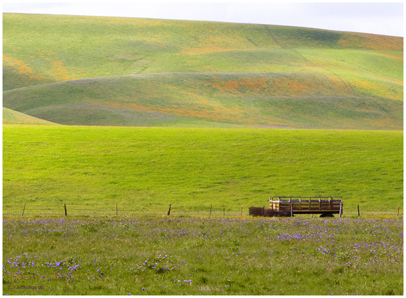 Wagon-among-Wildflowers