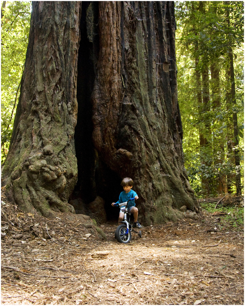 Will-riding-Coastal-Redwoods